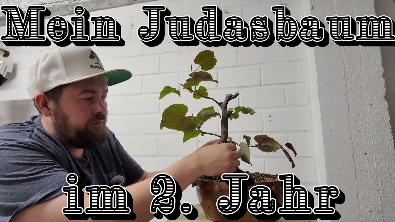 Judasbaum/Cercis canadensis- Eine bisher einseitige Liebe  Bonsai 11/2025