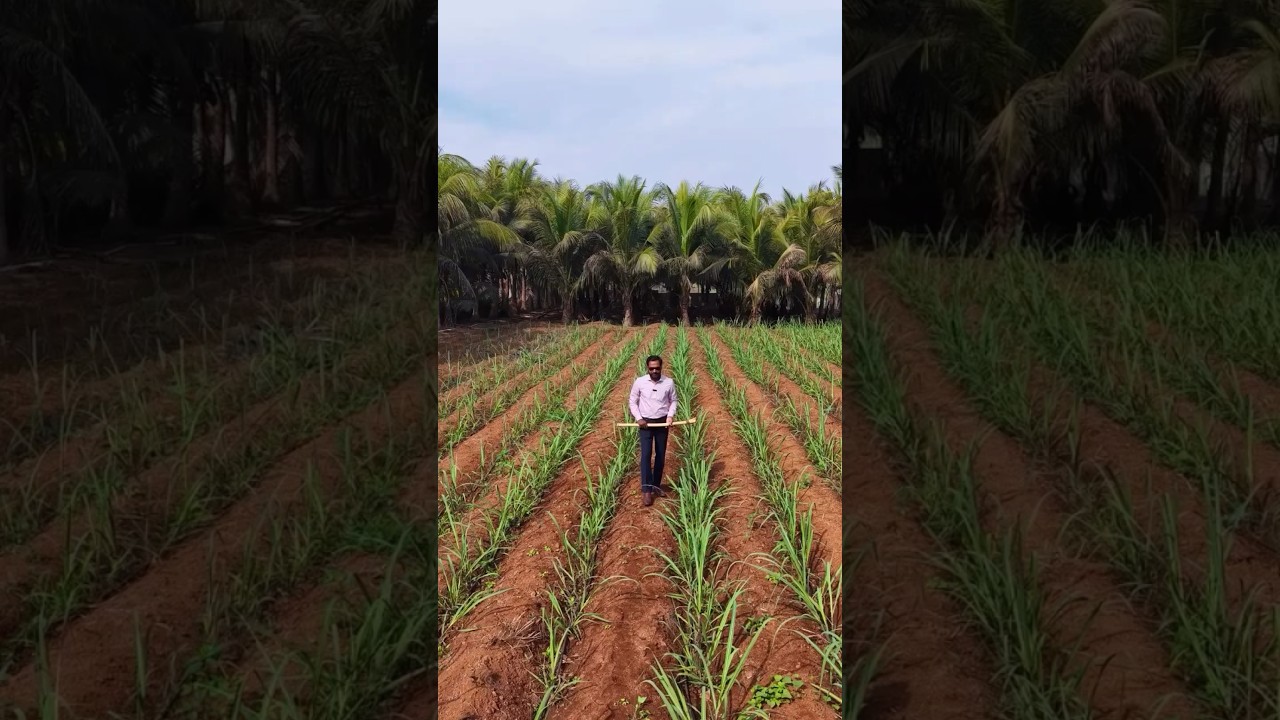 bagayat land Sale in Kolhapur  # mahara #maharashtra #kolhapur #land #agriculture #investment #vip