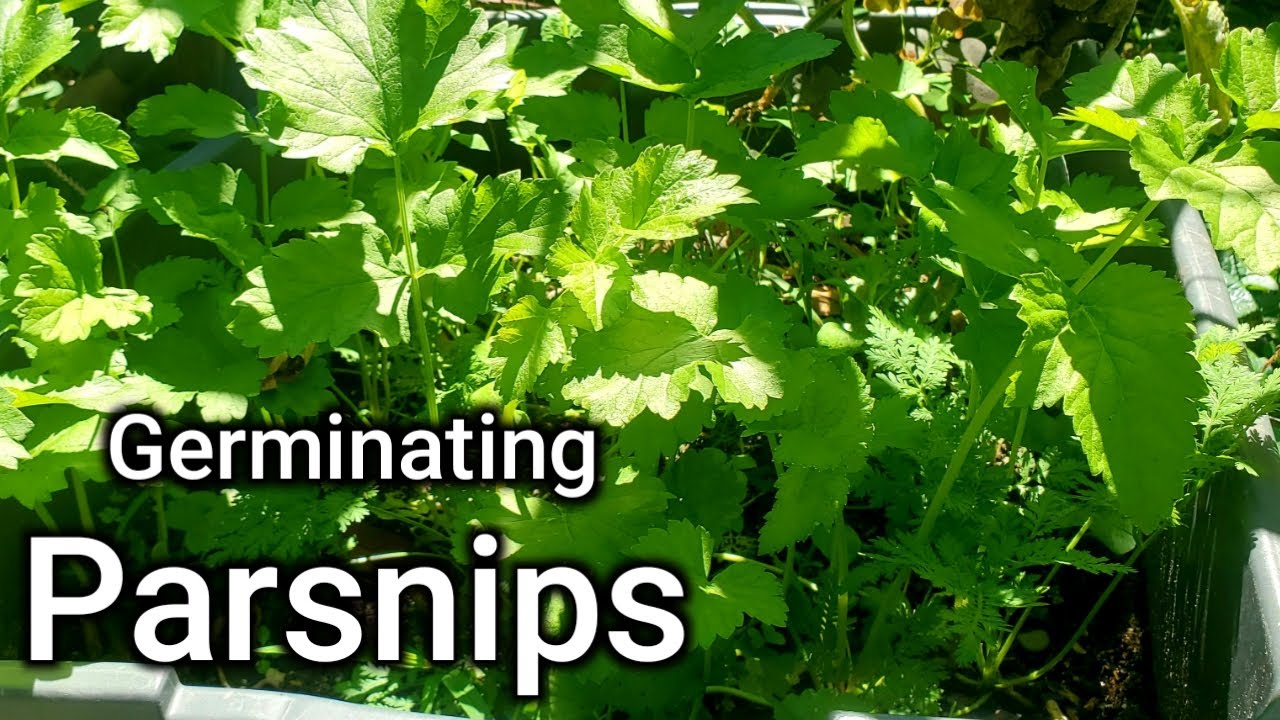 How To Germinate Parsnips 2 Ways-Which Method Works Better?