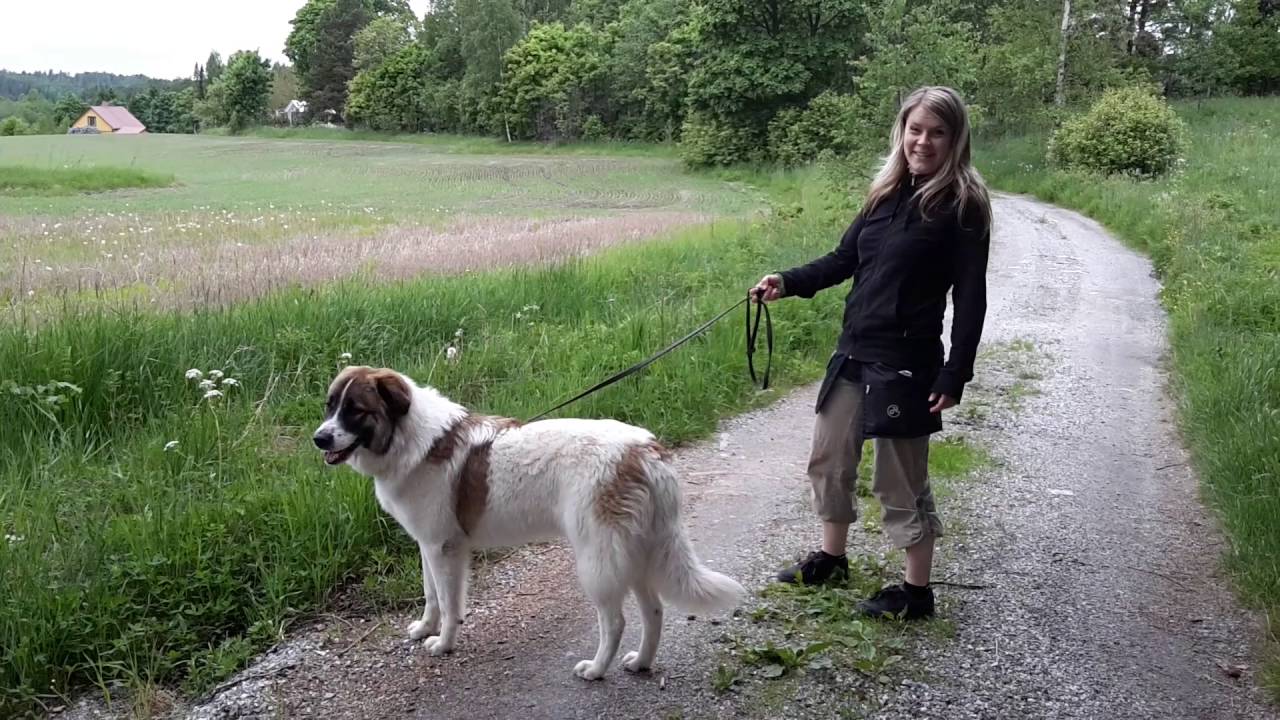 Vetämättä hihnassa -treenit Ina-koiran kanssa 28.5.2016