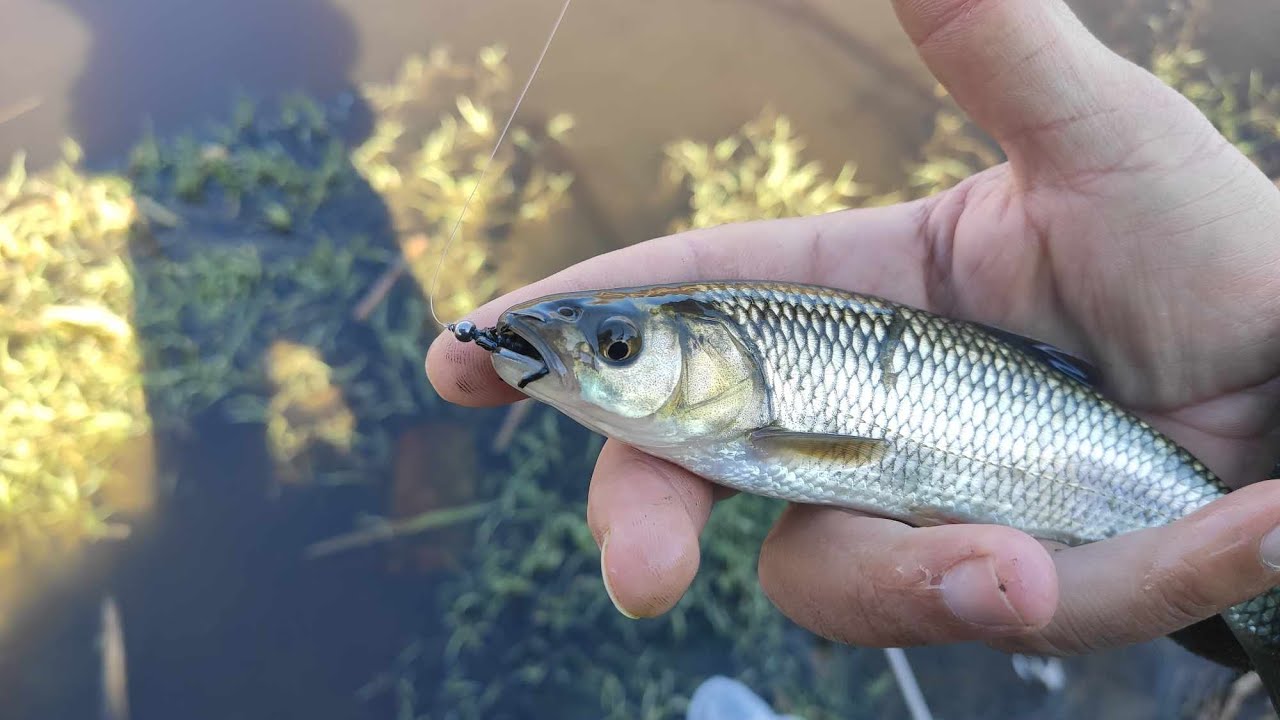 Зимен риболов на Кефали. Разбиване на силикони. (Chub fishing with silicone)