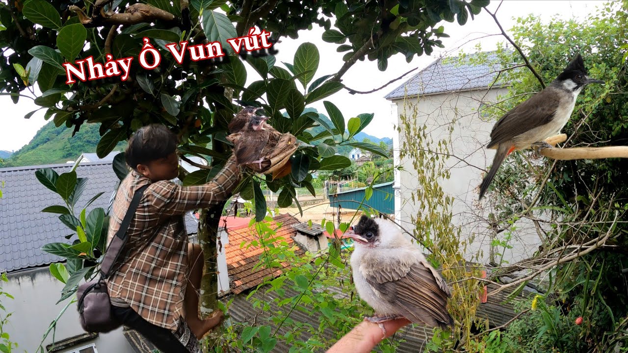 Trèo Xem Tổ Chào Mào Nhảy Ổ Vun Vút | Dân Tộc Tây Bắc Tv