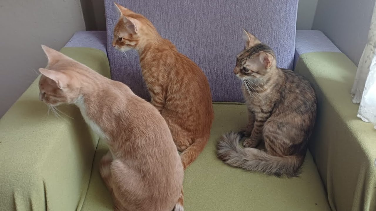 Çocukları Ekrandan Uzak Tutun Dedik Ama Bizim Kedileri Unuttuk! 🫢😸🤭