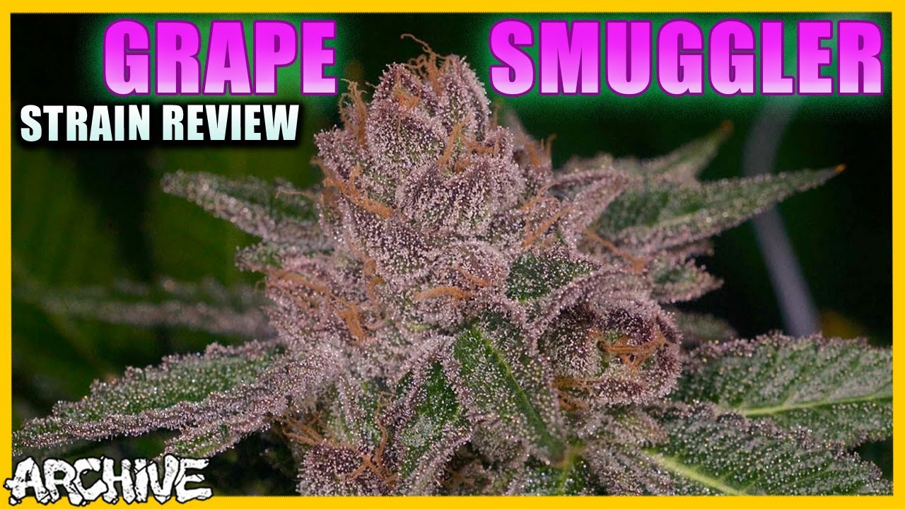 Grape Smuggler Strain Review