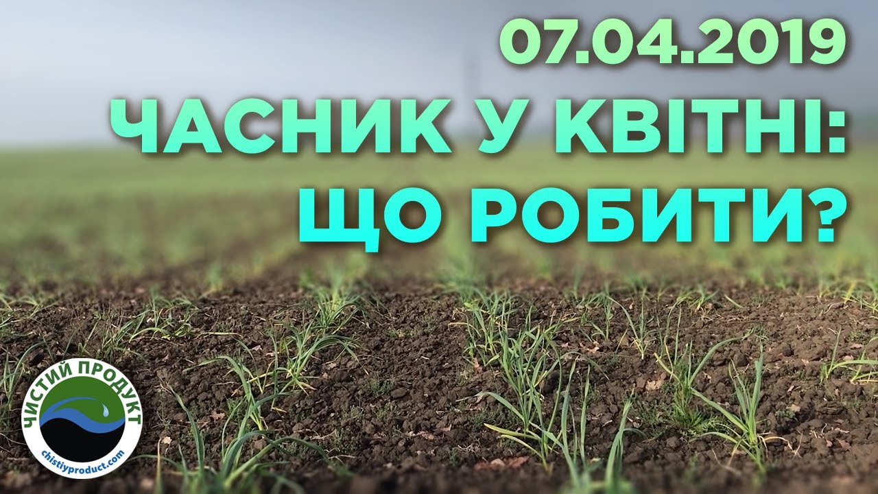 АРХІВ.  Вирощування часнику: весняний догляд, боротьба з бур’янами та звіт з полів у квітні