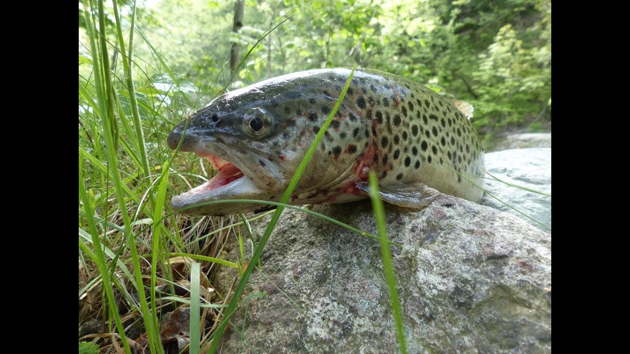 Énormes truites pêchées en italie à Turi Pesca Orméa
