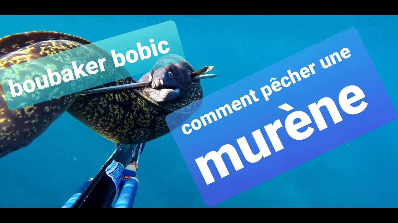 Chasse sous marine Algérie صيد سمكة الميرانا