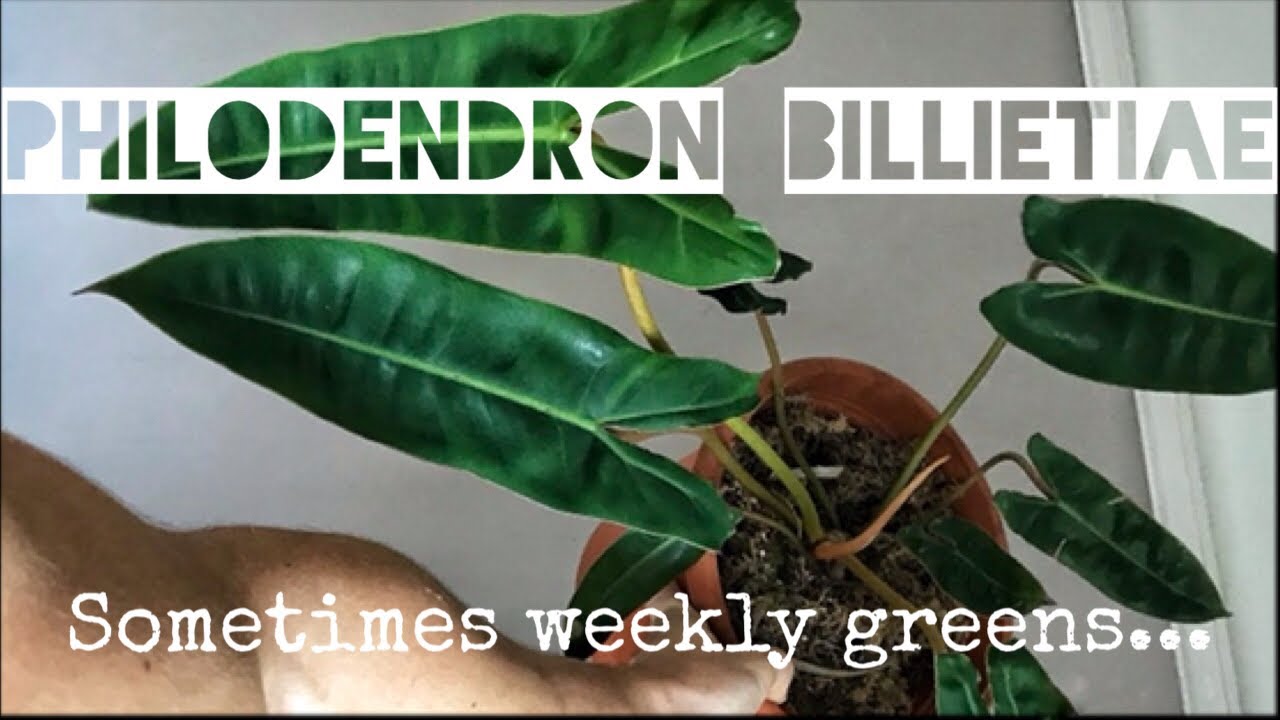 PHILODENDRON BILLIETIAE - info, caretips, and variegated billietiae growth update!