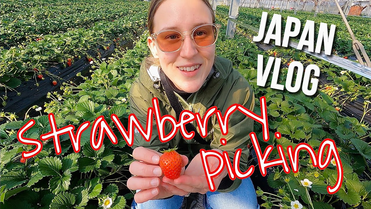 ALL YOU CAN EAT STRAWBERRIES IN JAPAN // Chiba Prefecture, Spring Activity, 食べ放題 )