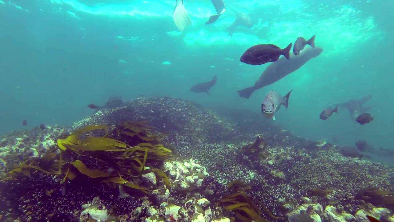 Freediving Falsebay with seals, red romans and galjoen