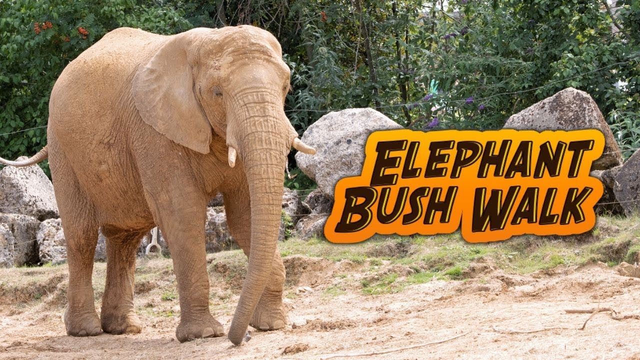 Tour of the Elephant Bush Walk at Colchester Zoo