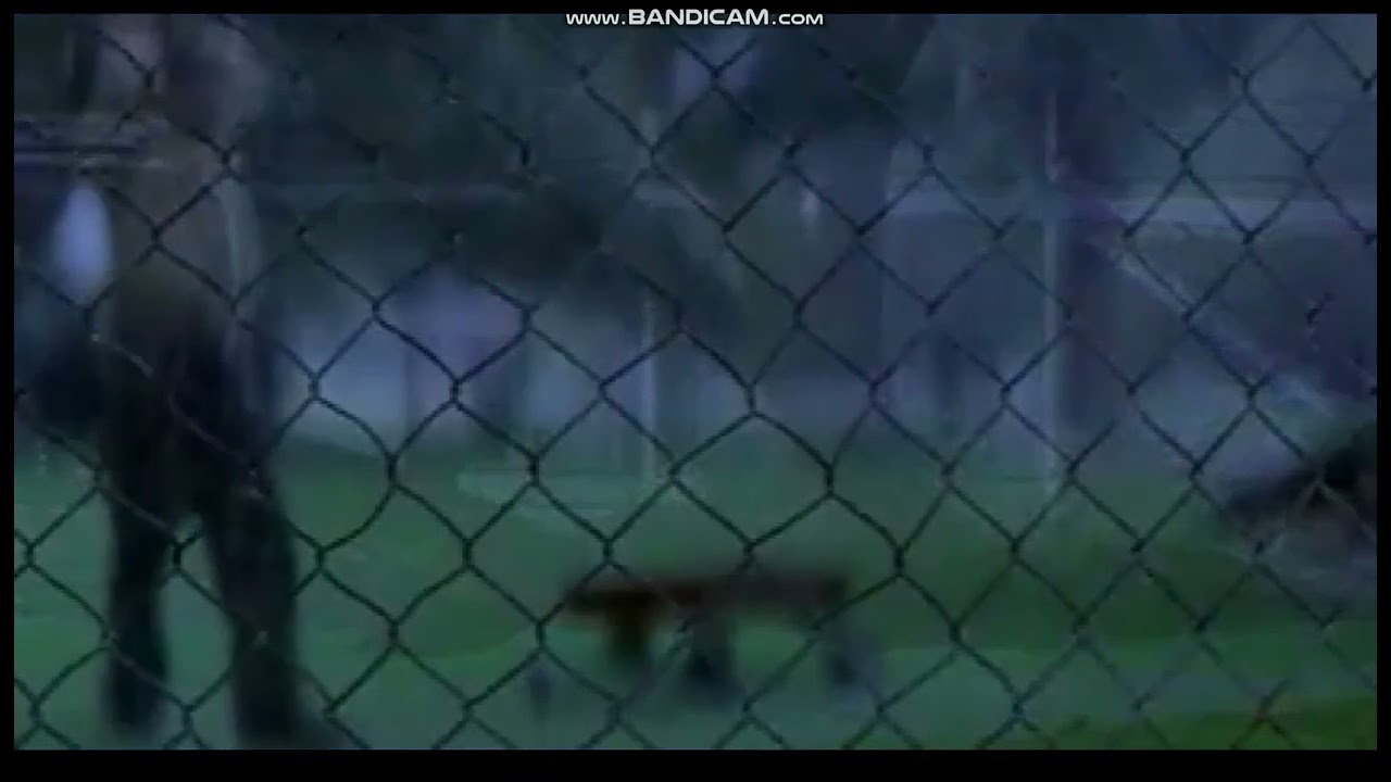 The Rookie (2002)
