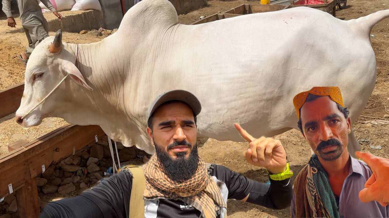 Beopari soch mein par gaya aaj 😳 Kitne saudey banae aaj ? 🐂