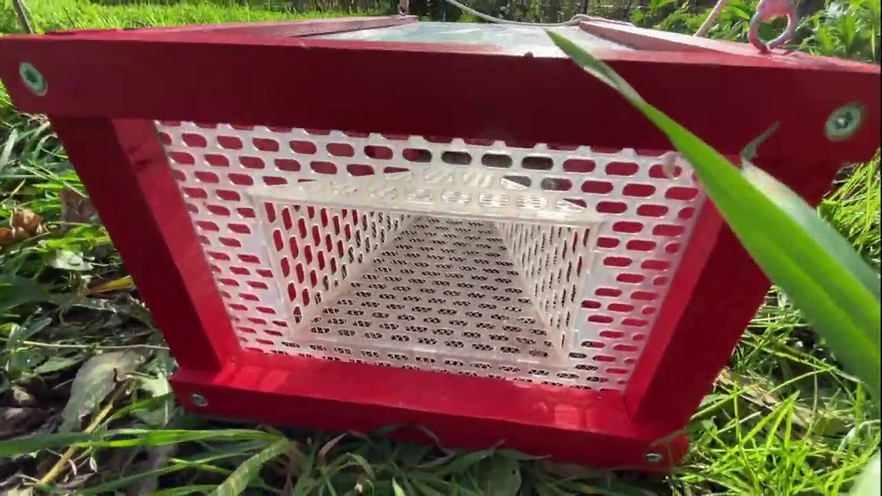 Sauver les abeilles - Piégeage des Frelons Asiatiques #2