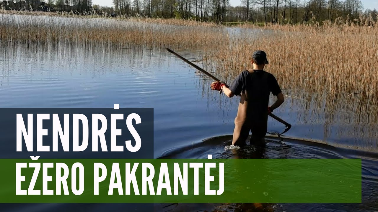 Tvarkom apžėlusią ežero pakrantę / Nendrių naikinimas