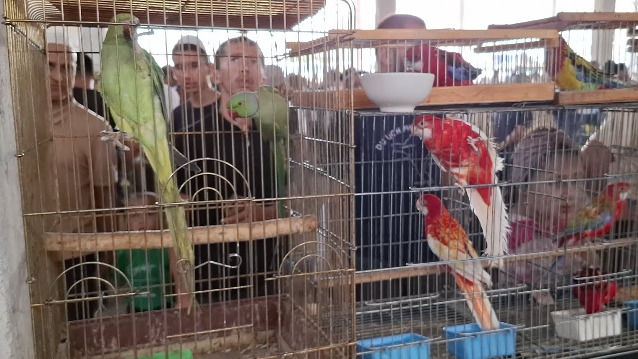Namangan RMK qush popugay kanareyka bozori