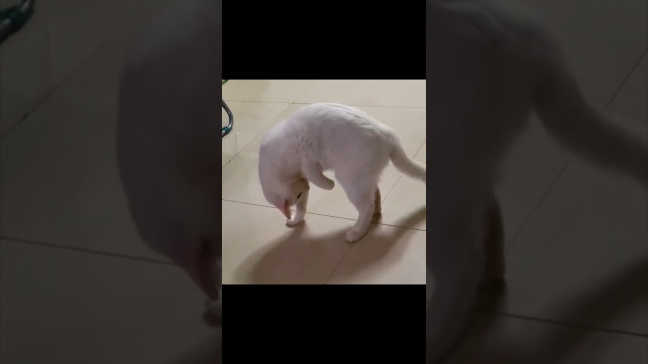 those viral cats #cat #animalclips #funny #animalvideos #twitter #pets