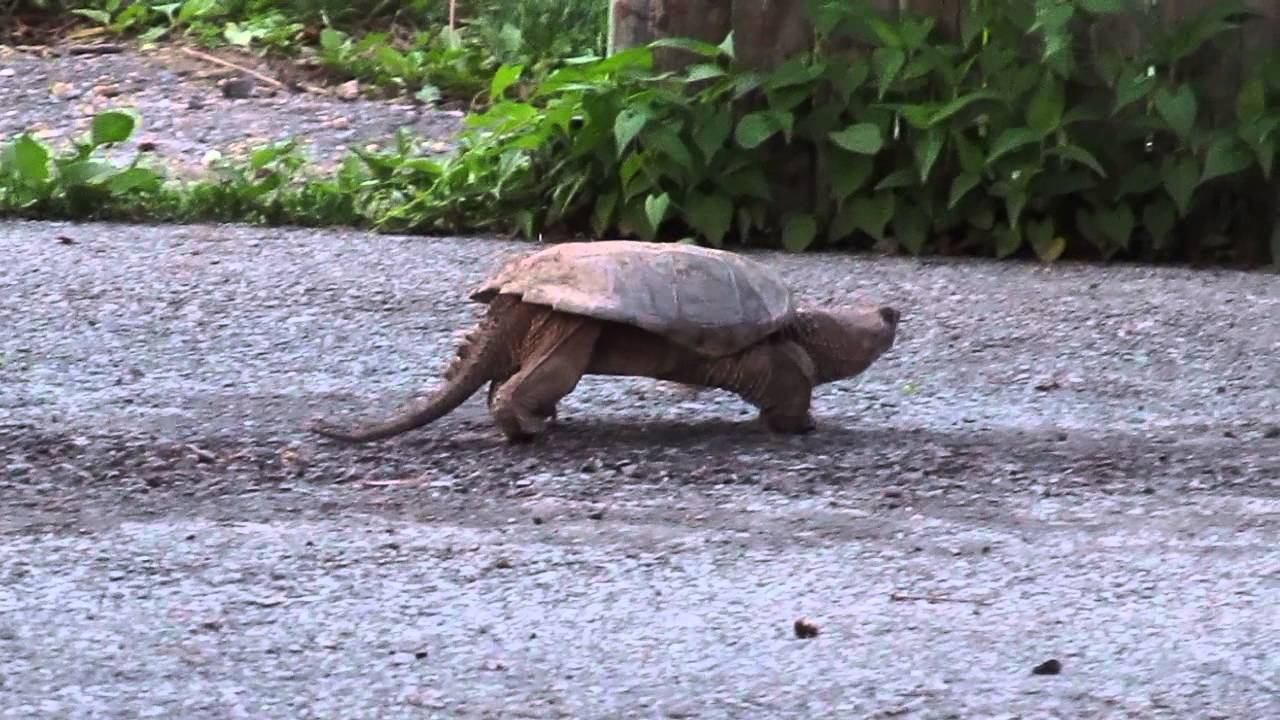 Snapping Turtle taking a stroll in our driveway!