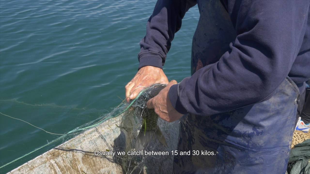 Lake Skadar: The Fisherman