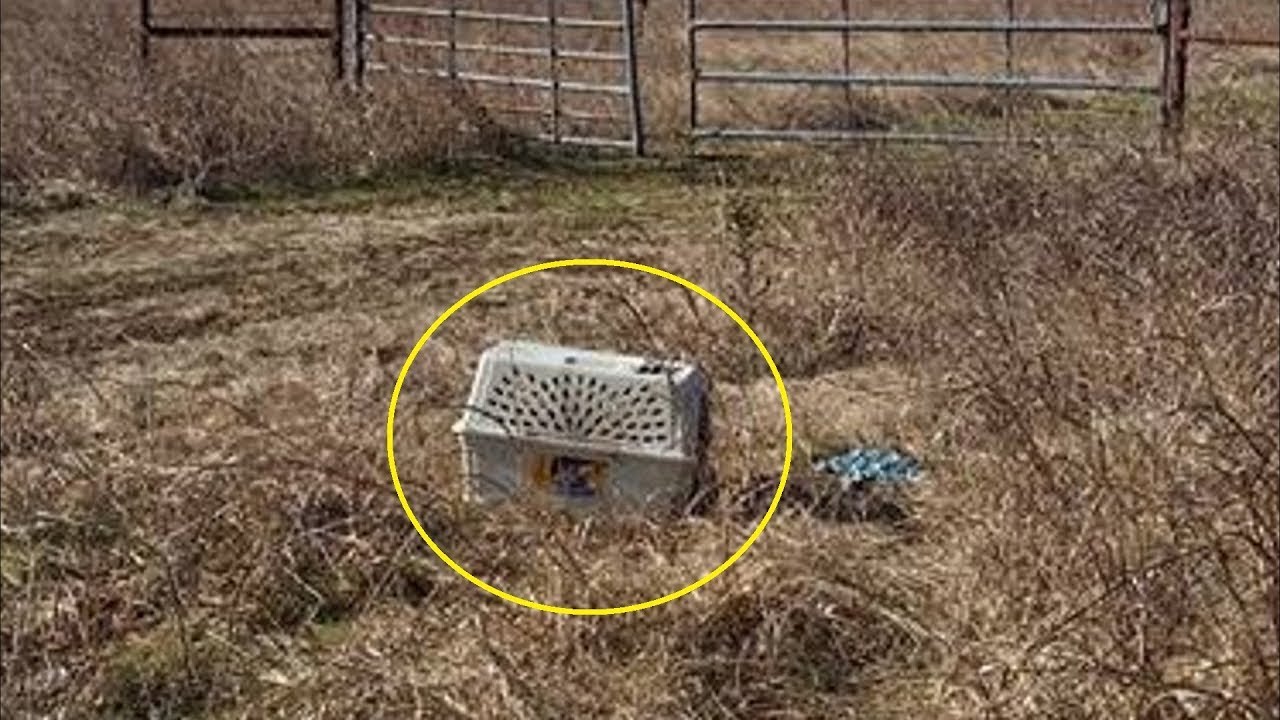 Байкера обнаружили переноску для животных, заглянув внутрь, они потеряли дар речи!