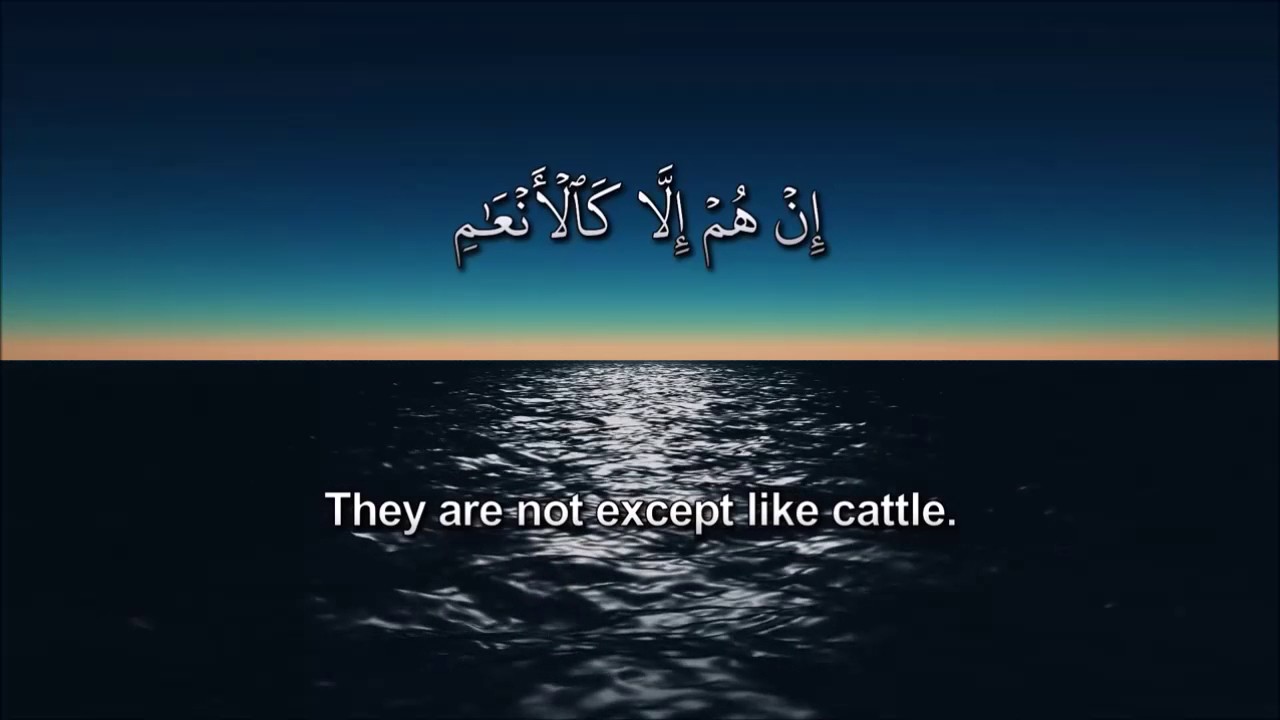 سورة الفرقان بصوت القارئ الشيخ أحمد ربيع من تراويح رمضان 2017