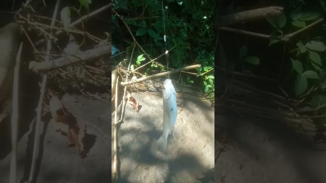 mancing blanak bali