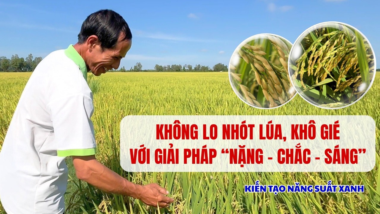 Không Còn Nỗi Lo Nhót Lúa: Lúa Chắc Hạt, Nặng Ký, Xanh Lá Xanh Gié Đến Ngày Thu Hoạch | CLCT