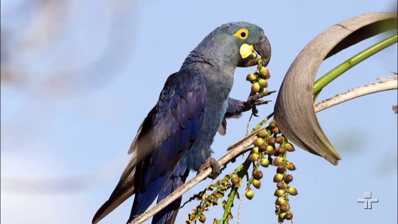 Arara-azul-de-lear: uma das aves mais ameaçadas do mundo
