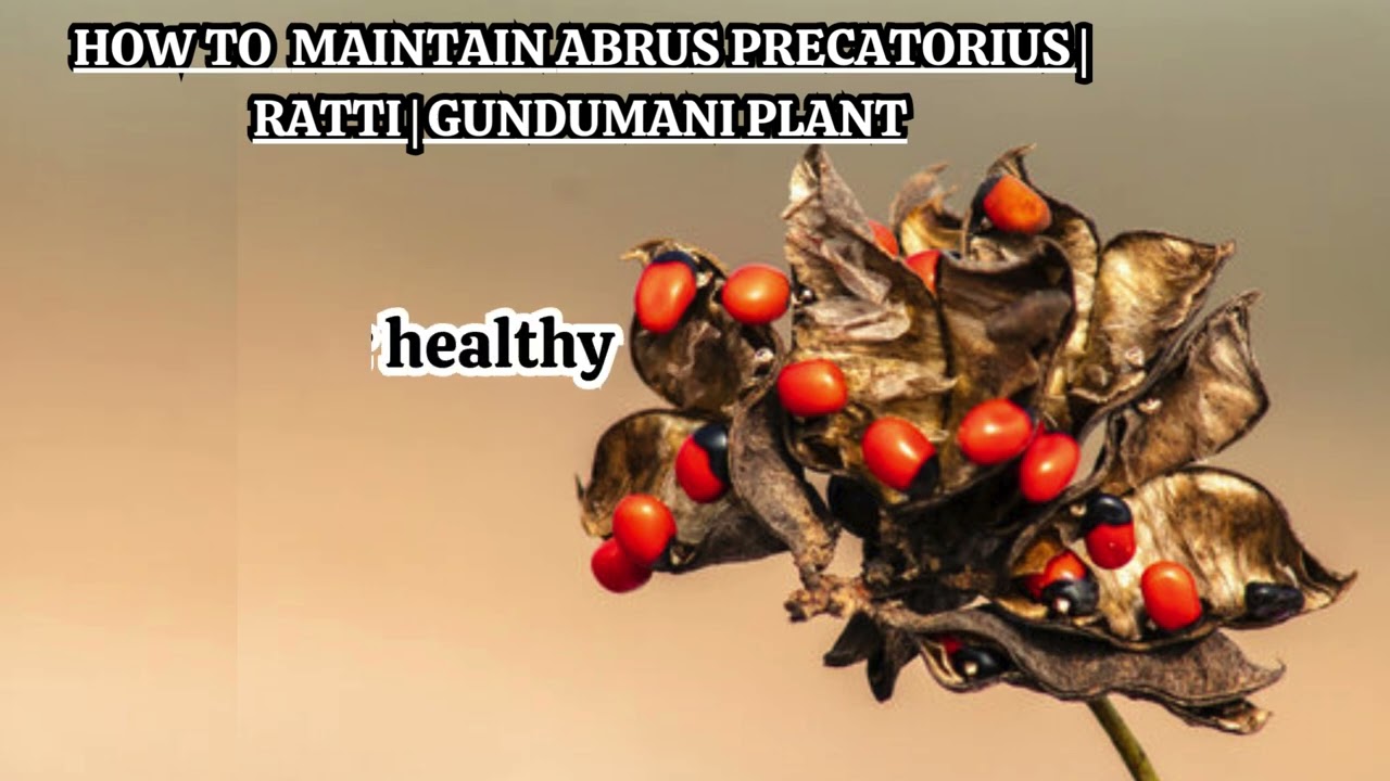 Easiest Way To Grow Abrus Precatorius Ratti Gundumani Plant From Seeds Start Your Garden Today!
