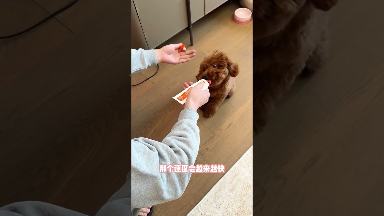 泰迪小狗的定點排便訓練！糾正時自己就去狗廁所了，真的是太乖了 #成都訓犬 #定點大小便 #成都訓犬老