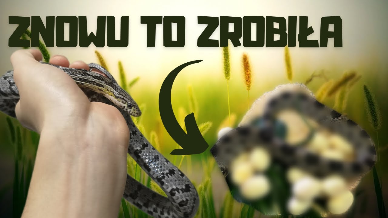 🥚Pierwsze JAJA zbożówek🥚