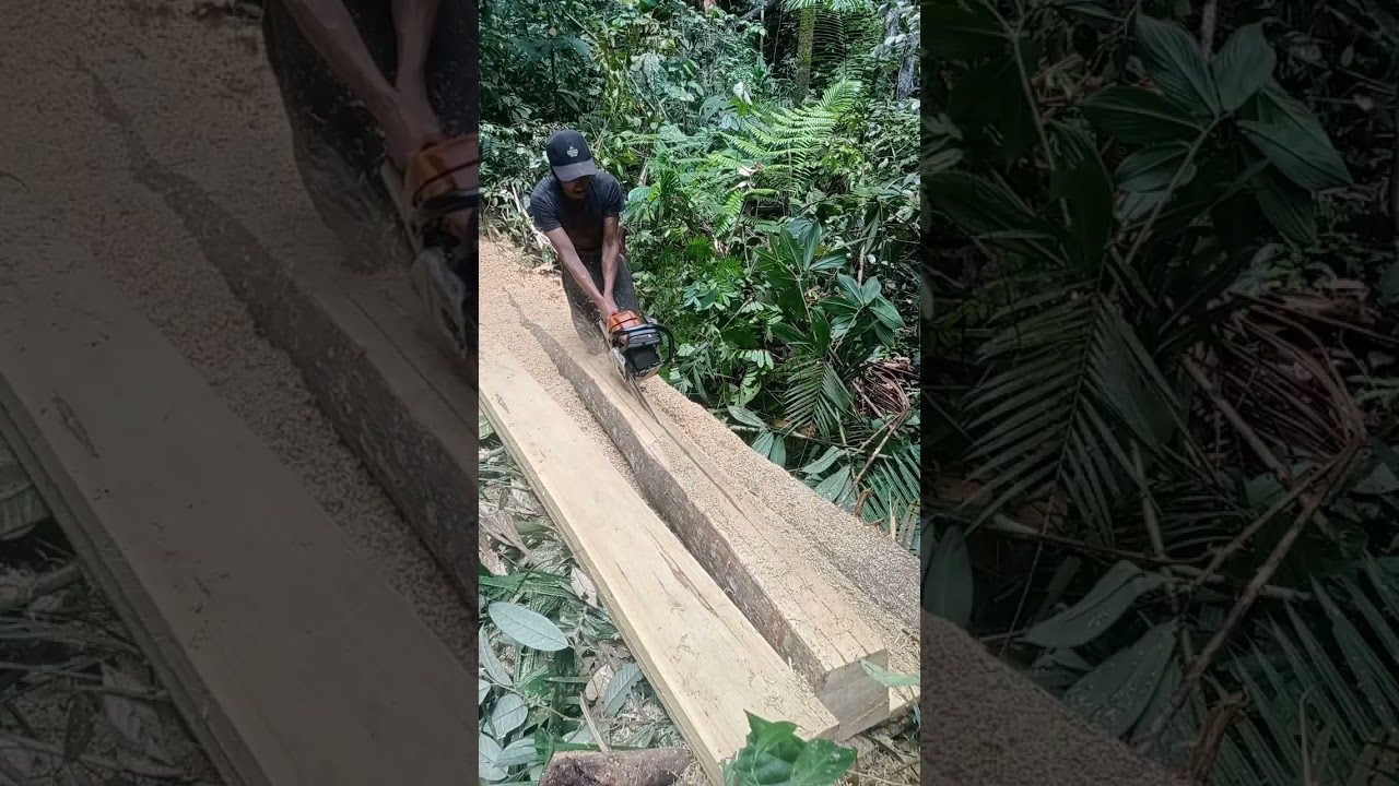 Mengolah kayu . Pelajau kayu berkualitas 