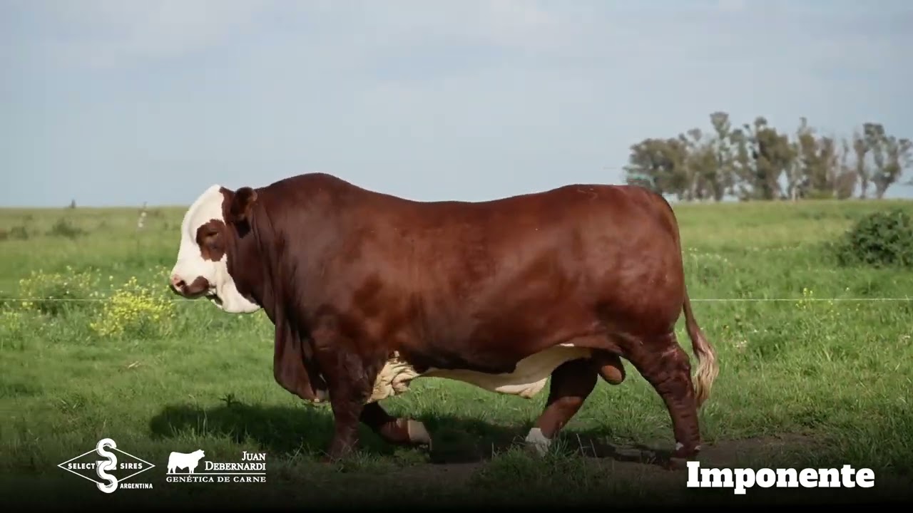Imponente - Braford