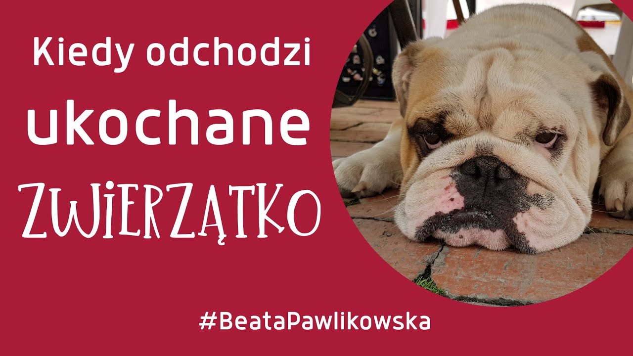 Kiedy odchodzi ukochane zwierzątko