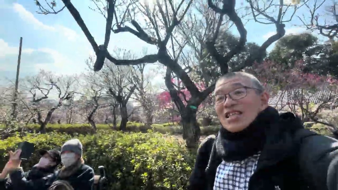 260218羽根木公園、梅が丘世田谷、いまがちょうど梅が見頃です