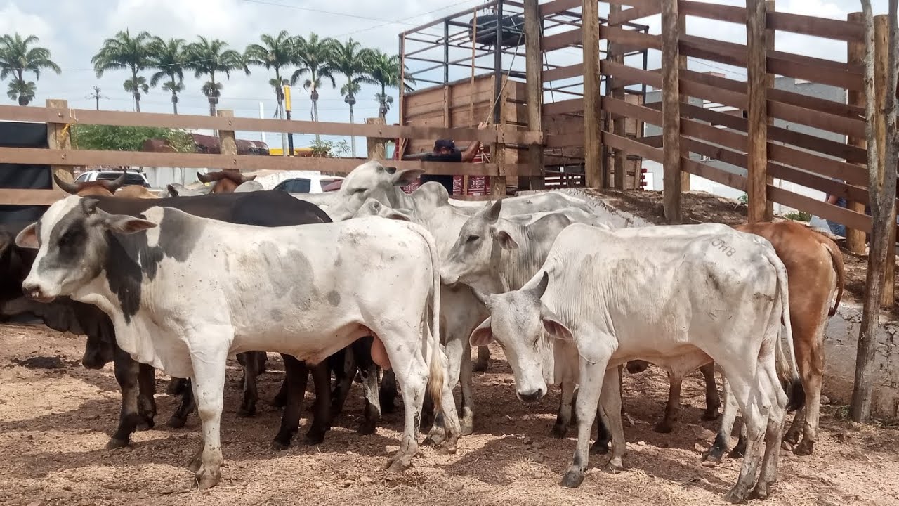 Feira de gado e ração de bom conselho-PE 21/02/2026 gado explodido de preço! 