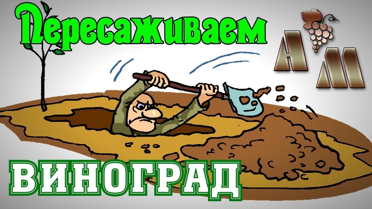 Как пересадить взрослый куст винограда