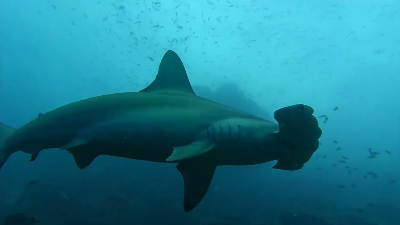 Cocos island scuba January 2026