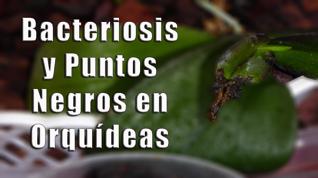Bacteriosis, Puntos Negros y Pudrición en Orquídeas || Orquiplanet