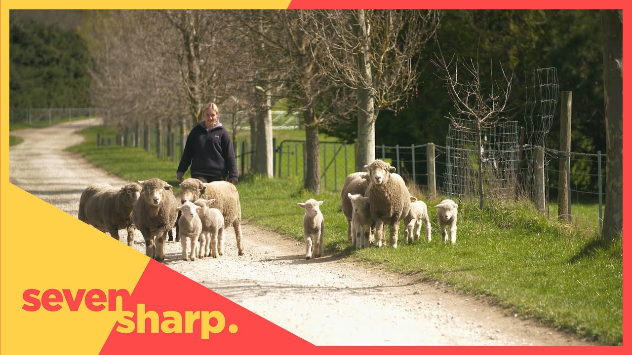 The teenage North Canterbury sheep farmer.