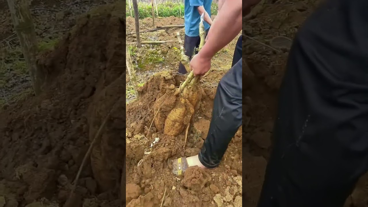 Harvesting Giant Cassava Roots! 🌱🤯