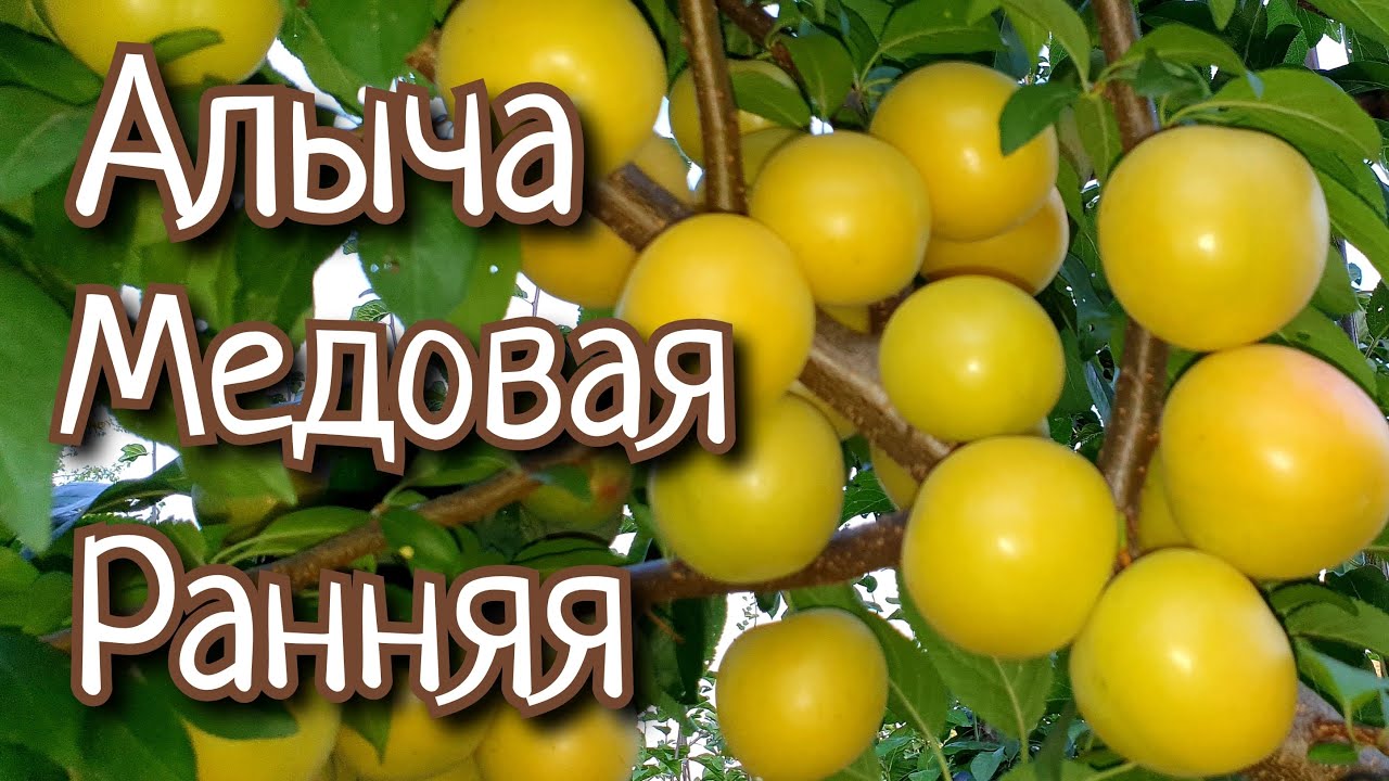 АЛЫЧА МЕДОВАЯ РАННЯЯ