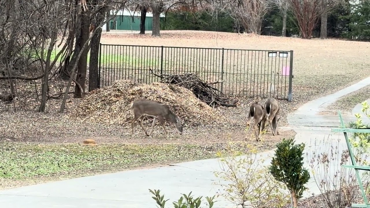 Whitetail Deer With Bucks And Turkeys Make A Visit! 1/1/26 New Years Day! 
