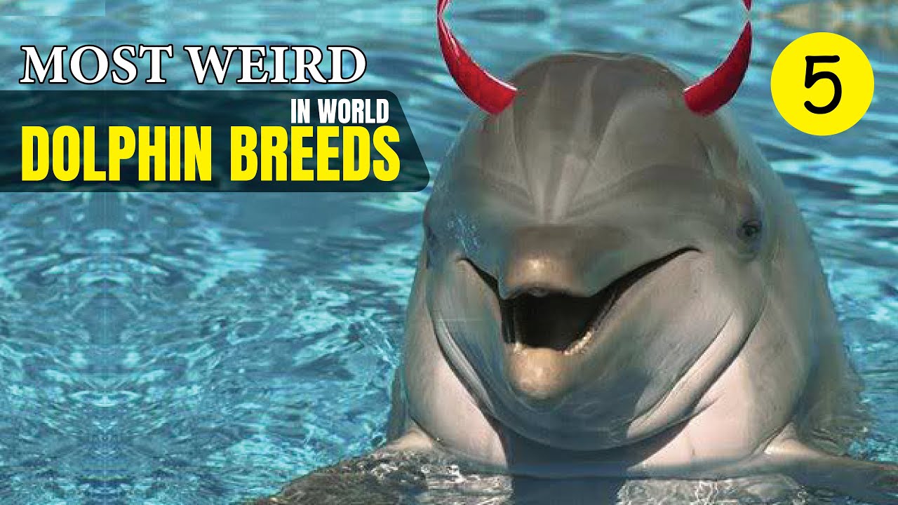 Most Weird Dolphin Breeds In the World | Wild Whim