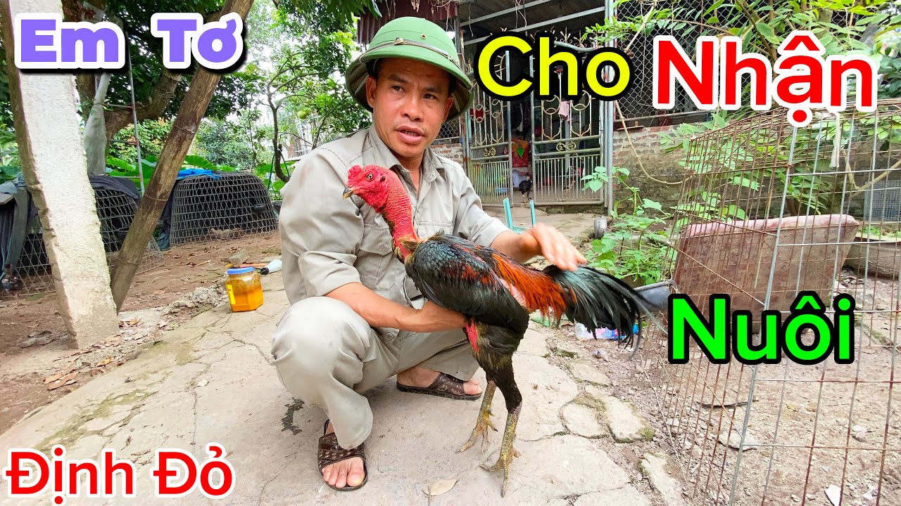 Tổng Hợp Các Em Tơ Của Trại Và Cho Các Bạn Nhận Nuôi | Định Đỏ