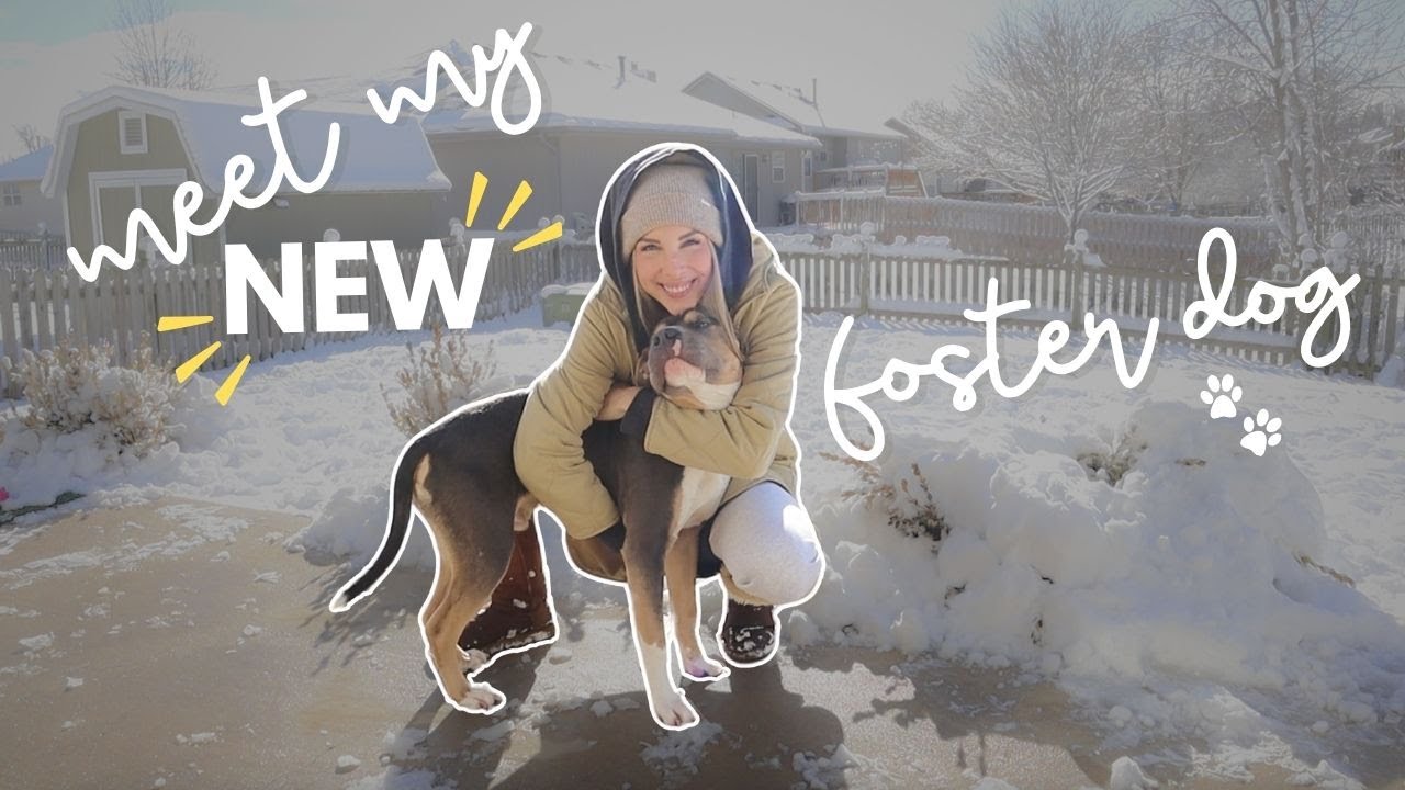 MEET MY NEW FOSTER DOG | tips for fostering a dog