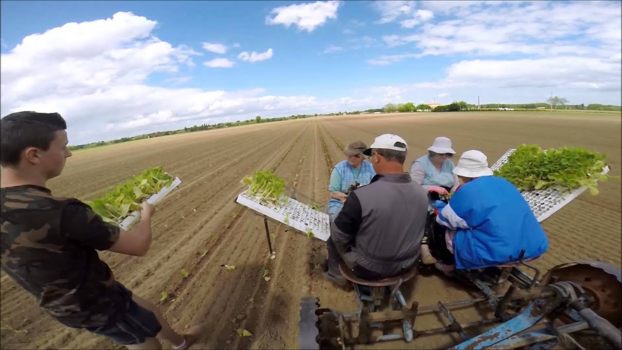 ~GOPRO~ Plantation de Tabac 2015 ! Massey Ferguson 158 & Planteuse Super Prefer 2 Rangs