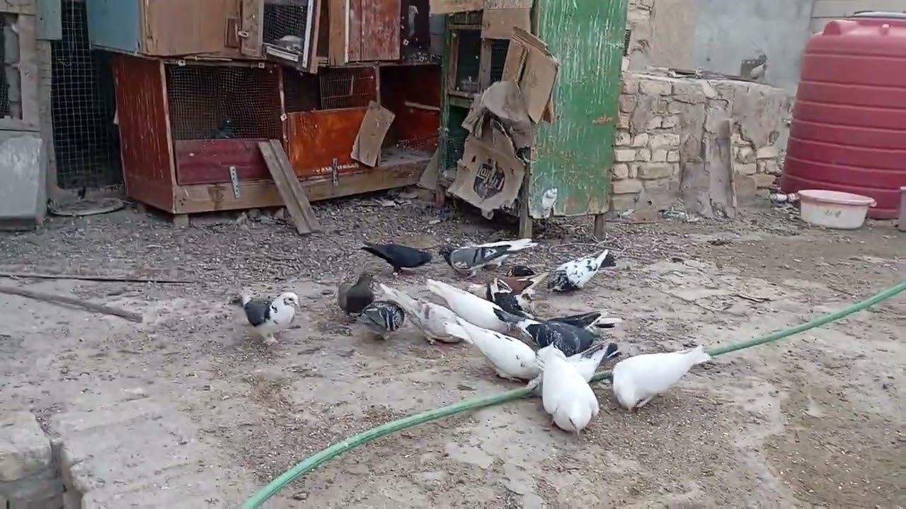 هذا الفديو لعيونكم الحلوة شمال+مطيار ونسه تابع للأخير 