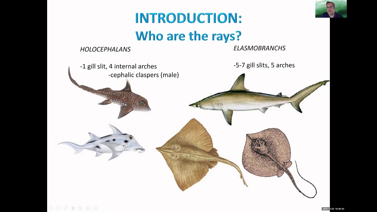 SoMAS - Shell-crushing rays invading Long Island&rsquo;s bays? Facts, f(r)iction, and opportunity