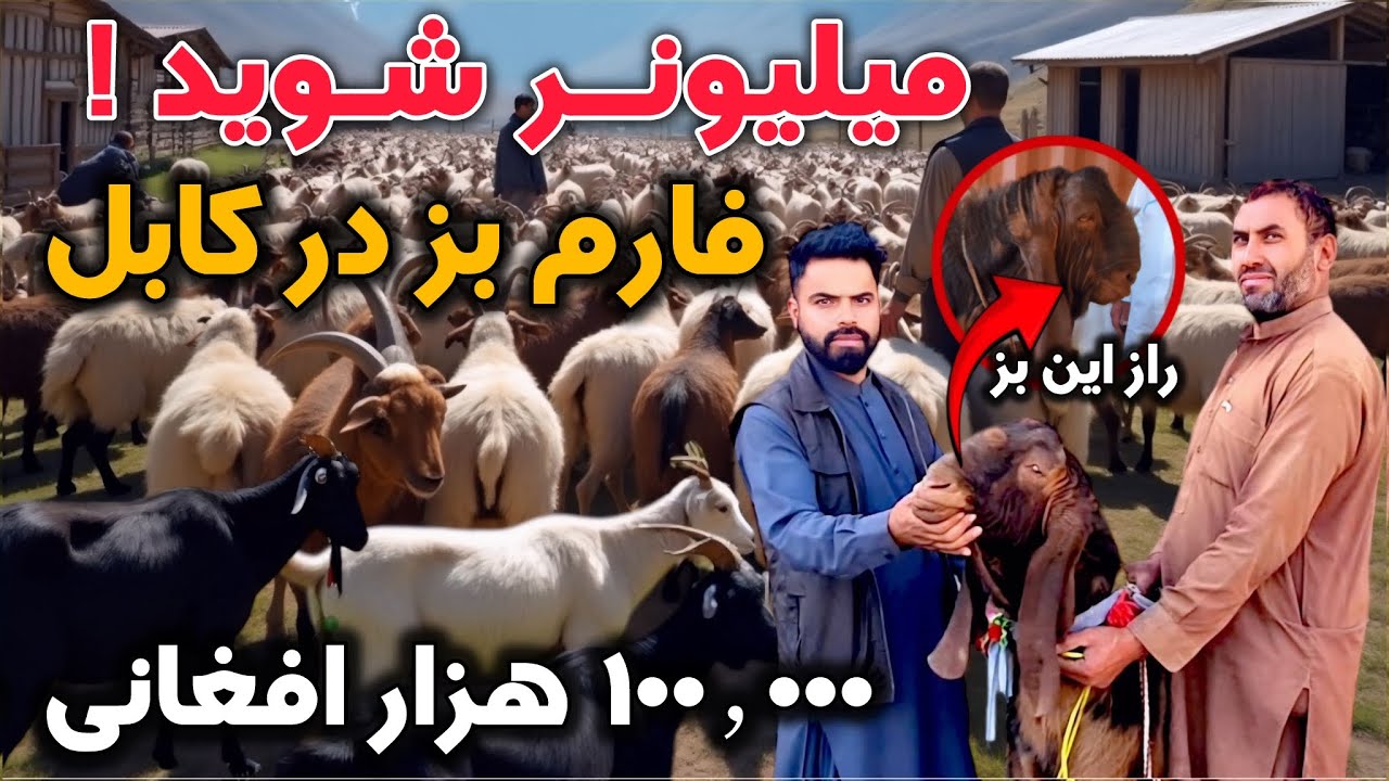 فارم بز تجارت پر در آمد میلیونر شوید زار های این فارمدار چیست- Goat farming is a profitable business